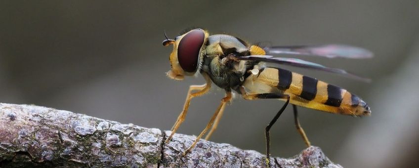 Stomp elfje Meliscaeva cinctella, een bosbewonende zweefvlieg die de laatste decennia hard achteruit gegaan is