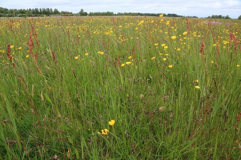 Scherpe boterbloem in een vochtige, bloemrijke weide