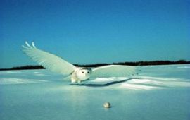 Sneeuwuil wikipedia Snowy owl (Bubo scandiacus) From the Quebec government website [2]. All use allowed under the following condition:
These images can be freely used while respecting Quebec's law on flags and symbols: 