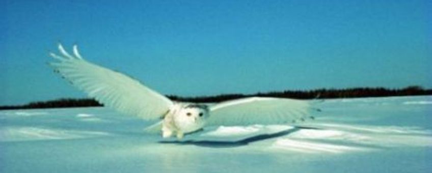 Sneeuwuil wikipedia Snowy owl (Bubo scandiacus) From the Quebec government website [2]. All use allowed under the following condition:
These images can be freely used while respecting Quebec's law on flags and symbols: 