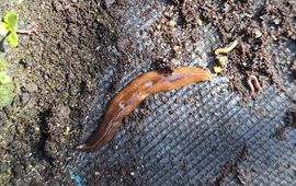 Grote gevlekte landplatworm
