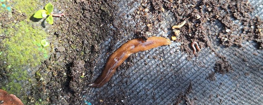 Grote gevlekte landplatworm