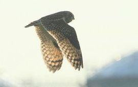 Leo Linnartz, ARK Velduil op Rozenburg