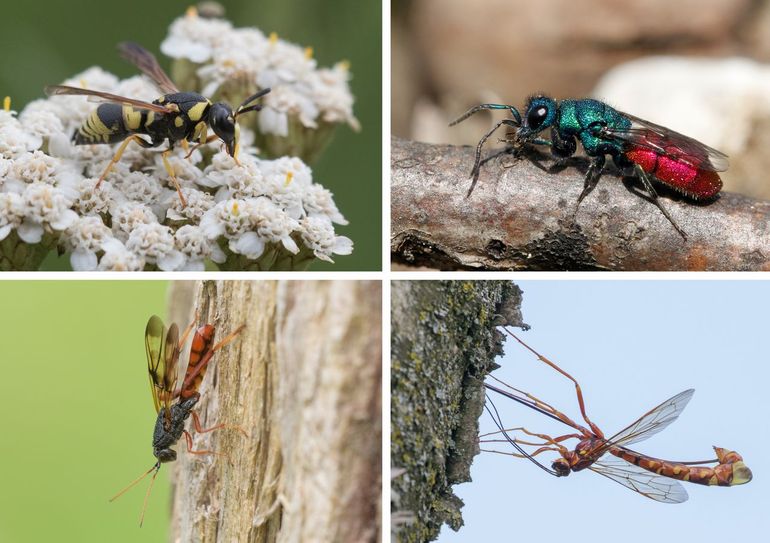‘De wesp’ bestaat niet. Wespen zijn een erg diverse groep insecten met meer dan 5000 soorten in Nederland