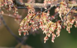 fladderiep, Ulmus laevis bloei 14-03-2026