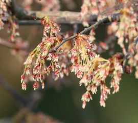 fladderiep, Ulmus laevis bloei 14-03-2026