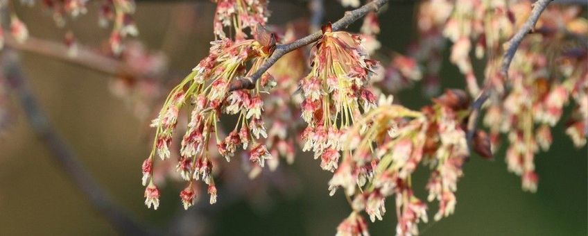 fladderiep, Ulmus laevis bloei 14-03-2026