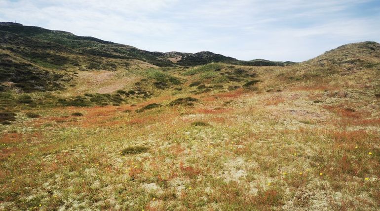 Kalkarme duinen in Texel, begraasd en na een droge zomer