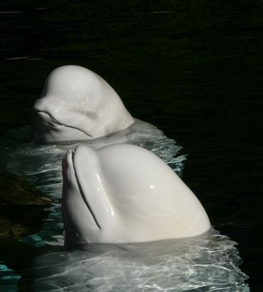 Beluga whales