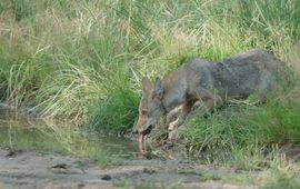 Wolvenpup drinkt uit waterplas op bospad