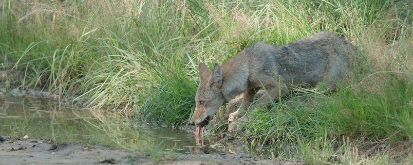 Wolvenpup drinkt uit waterplas op bospad