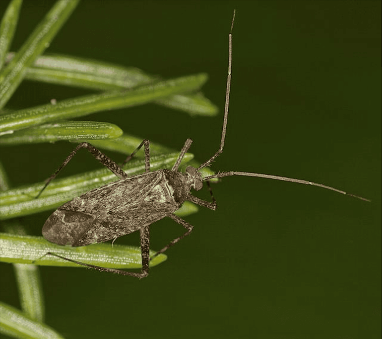 Phytocoris intricatus might live in your christmas tree