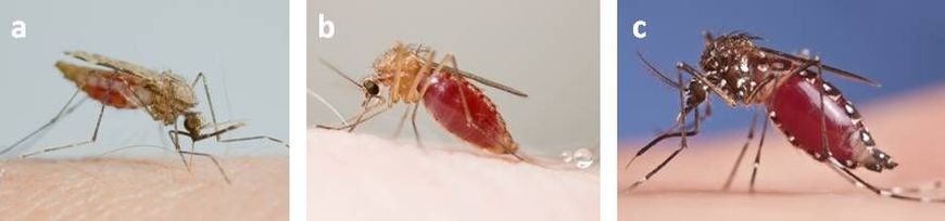 (a) malariamuggen (Anopheles geslacht), (b) huissteekmuggen (Culex geslacht) en (c) moerassteekmuggen (Aedes geslacht)