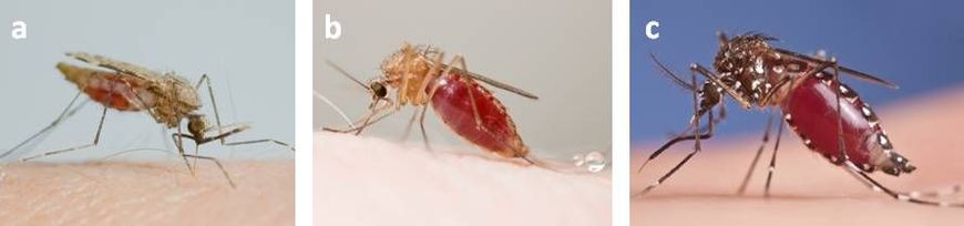 Hans Smid, bugsinspace.nl (a) malariamuggen (Anopheles geslacht), (b) huissteekmuggen (Culex geslacht) en (c) moerassteekmuggen (Aedes geslacht)