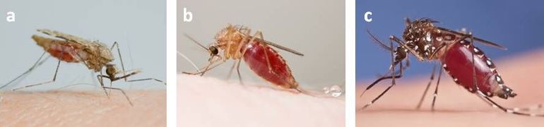 Muggensoorten: (a) malariamuggen (Anopheles geslacht), (b) huissteekmuggen (Culex geslacht) en (c) moerassteekmuggen (Aedes geslacht) 