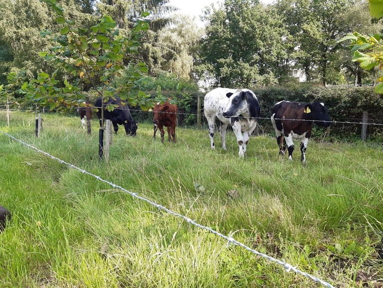 Door het planten van bomen krijgen koeien beschutting