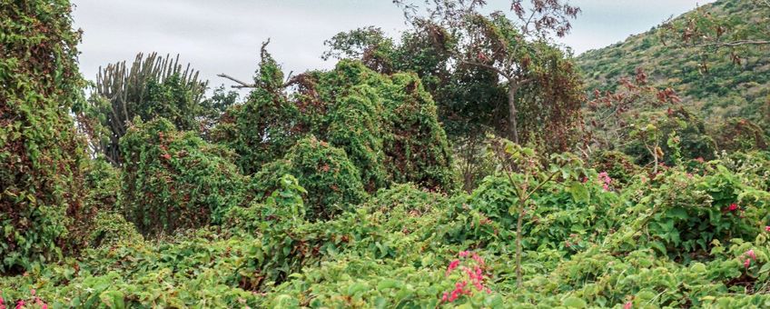 Coralita (Antigonon leptopus)