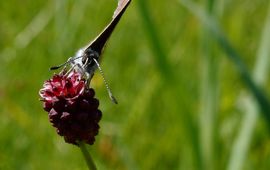 Kars Veling donker pimpernelblauwtje - primair