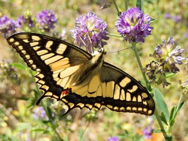 Ook de vlinder van de koninginnenpage is spectaculair. Hier op luzerne