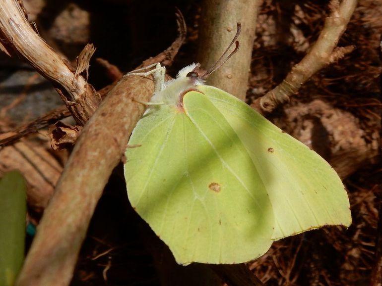 De citroenvlinder kruipt in de zomer al in zijn overwinteringsplaats, bijvoorbeeld klimop of conifeer