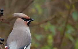 JanKees Schwiebbe (Birdphoto.nl) Pestvogel op liguster