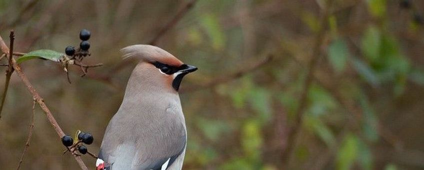 Pestvogel op liguster