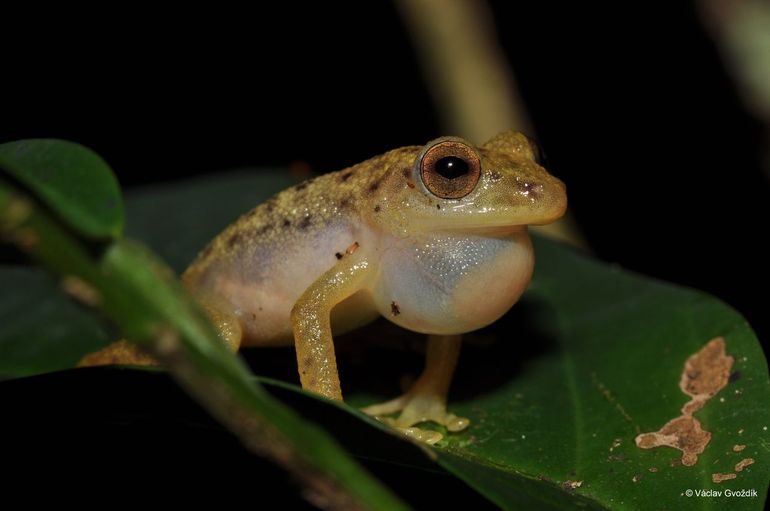 Congolese rietkikker (Congolius robustus)