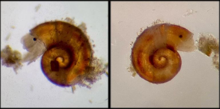 Het eerste Zeeposthorentje (Skeneopsis planorbis) dat autochtoon levend in ons land is aangetroffen (Kattendijke, maart 2025). Op de foto's is het grote zwarte oog duidelijk te zien