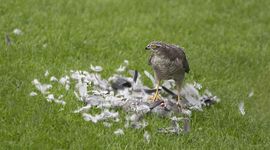 Sperwer, waarschijnlijk met houtduif