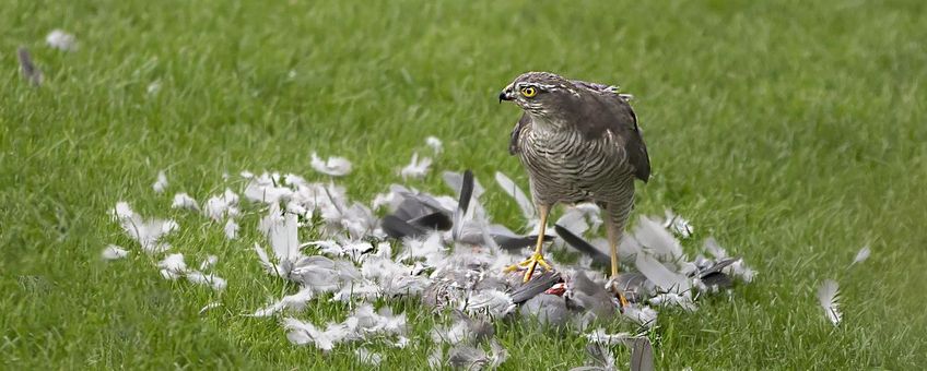 Sperwer, waarschijnlijk met houtduif
