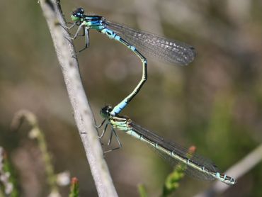 De maanwaterjuffer is een vrij donkere waterjuffer met groenige ogen die vroeg in het jaar vliegt