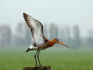 Grutto, een typische vogel van het boerenland