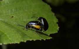 Agelastica alni, Elzenhaantje