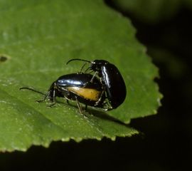 Agelastica alni, Elzenhaantje
