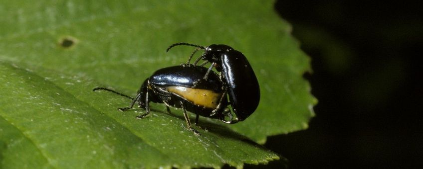 Agelastica alni, Elzenhaantje