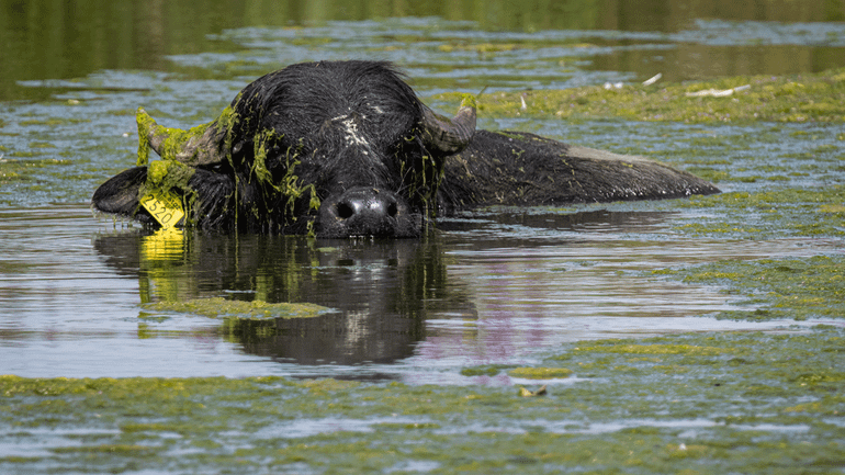 Verschillende grazers, zoals waterbuffels, houden de vegetatie kort