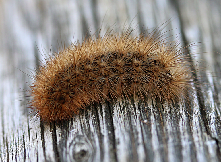 De rups van de kleine beer