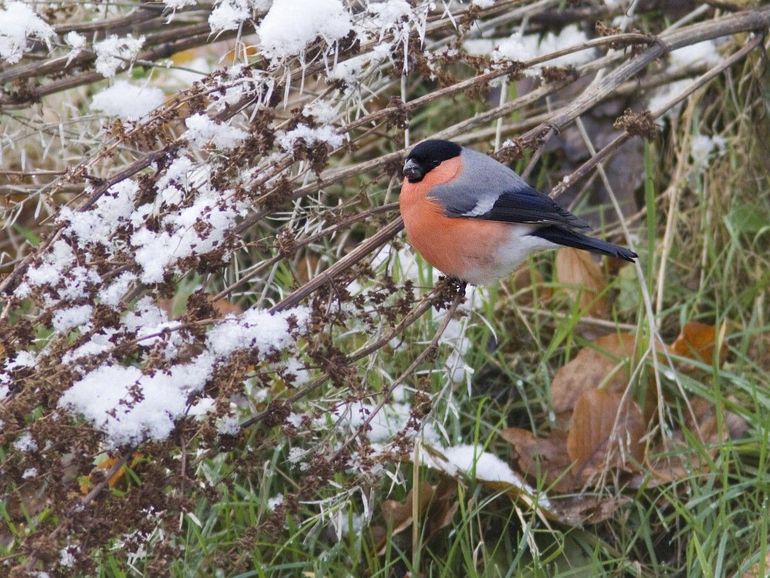 Goudvinkmannetje