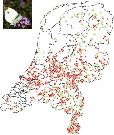 Waarnemingen scheefbloemwitje. Groen = 2015-2020, rood = 2021