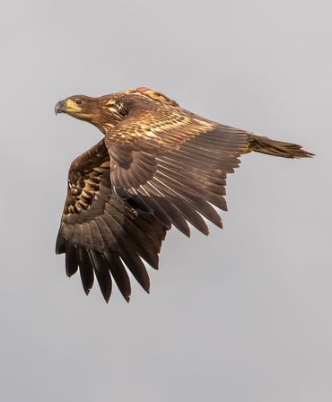 Juvenile white-tailed eagle with transmitter