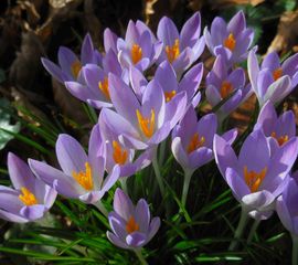 Crocus tommasinianus, Boerenkrokus
