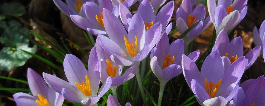 Crocus tommasinianus, Boerenkrokus
