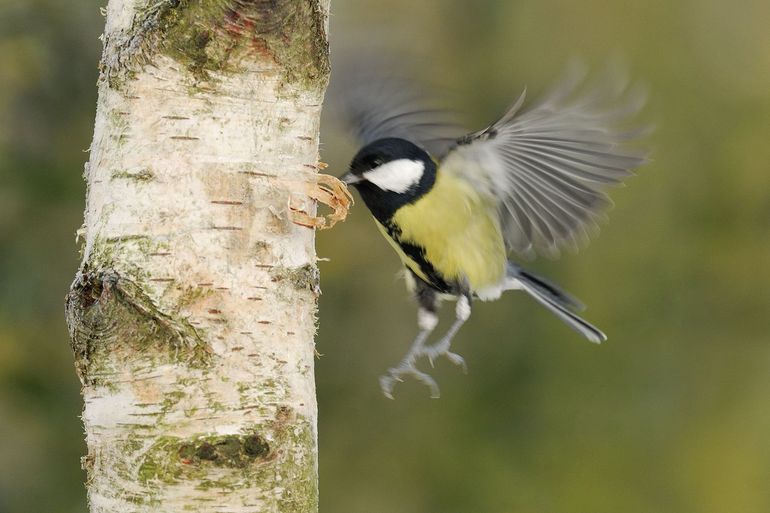 De koolmees is de meest geschikte vogel voor dit onderzoek, omdat hij zowel in de natuur, op het platteland als in de stad voorkomt