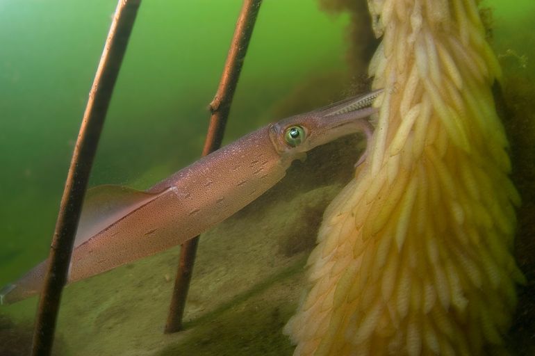 Pijlinktvis-vrouwtje bezig met het afzetten van eieren in de Oosterschelde bij de Bergse Diepsluis