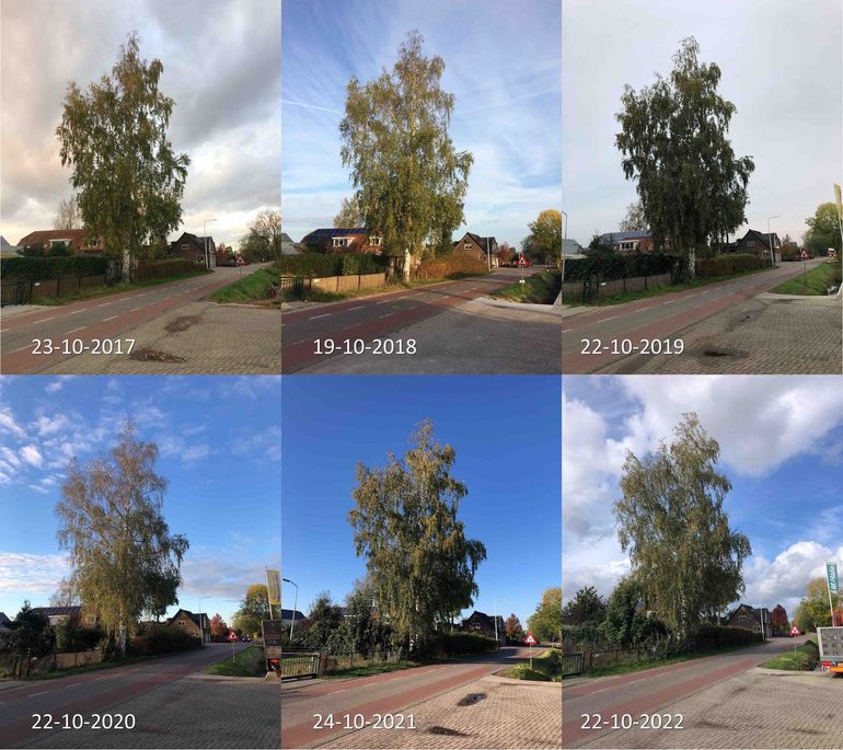 Stand van de herfstkleuring van een berk in Bennekom rond 20 oktober in de jaren 2017 tot en met 2022. In 2020 was de bladval al verder door de droogte dat jaar. De verkleuring verloopt tot nu toe ongeveer vergelijkbaar met voorgaande jaren