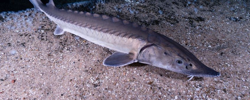 Europese Atlantische steur (foto gemaakt in Diergaarde Blijdorp)