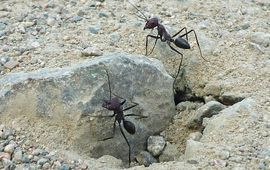 Desert ants (Cataglyphis) at the nest entrance.