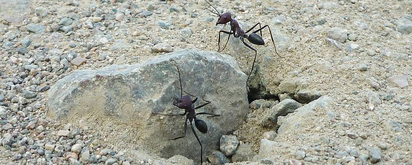Desert ants (Cataglyphis) at the nest entrance.