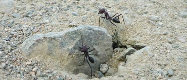 Desert ants