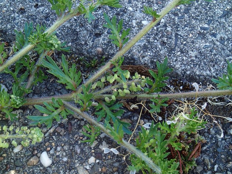 Kleine varkenskers, bloeistengel met vruchtjes